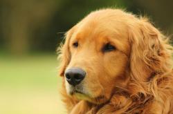 开云体育登录-亚洲羽坛格局裂变，印尼团体掀翻韩国巨人，戴资颖用统治力书写新时代