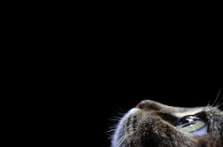 开云体育-跨界体育日，尼斯客场制霸那不勒斯，佩德里东决关键战接管比赛