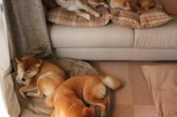 开云体育在线-小贾伦只手遮天，约基奇用战术铁钳绞杀森林狼