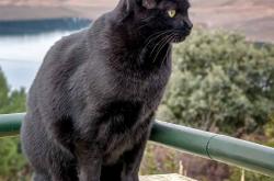 开云sport-决胜最后一公里，F1与马刺的终极博弈