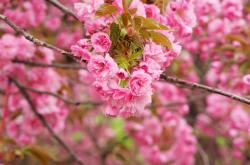 开云体育app-当巴黎节奏遇上久保建英，日本足球在世界排名的隐秘革命