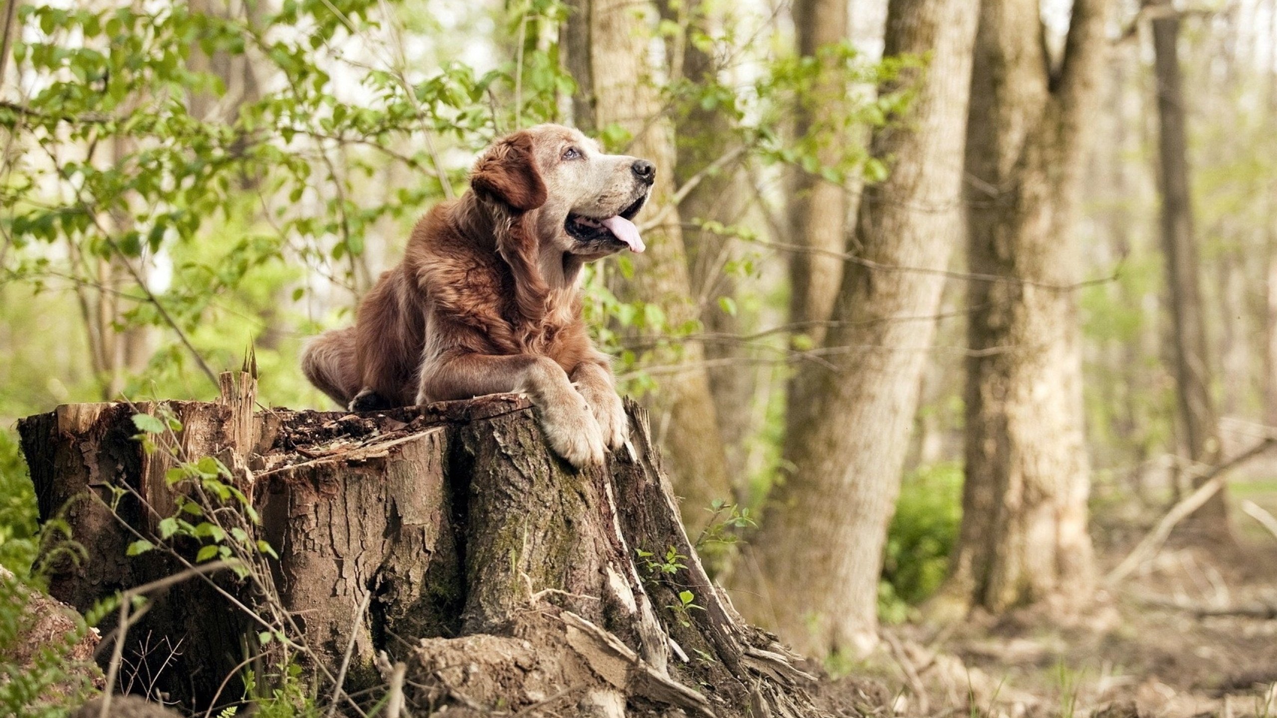黑马踏碎跃马！诺里斯率领红牛二队上演世纪逆袭，法拉利主场蒙羞