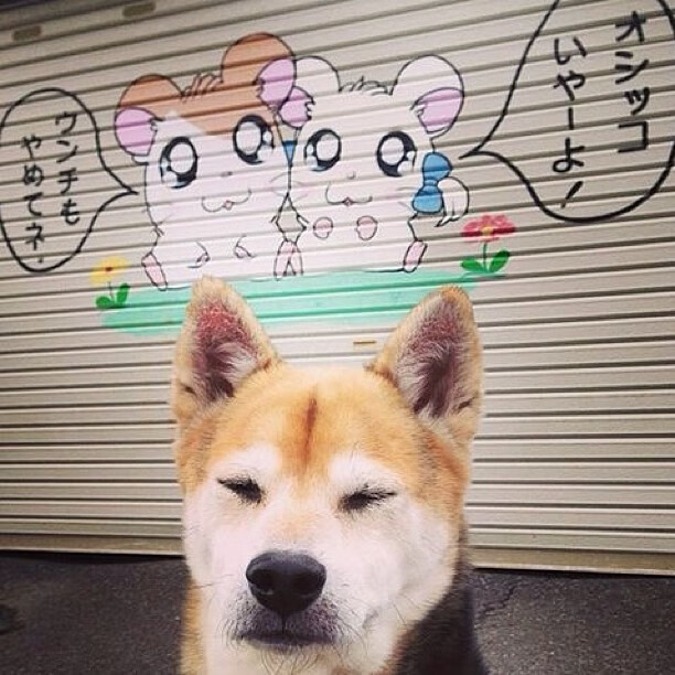 富士山雪映阿尔卑斯之光，迪巴拉在冰与火之歌中加冕