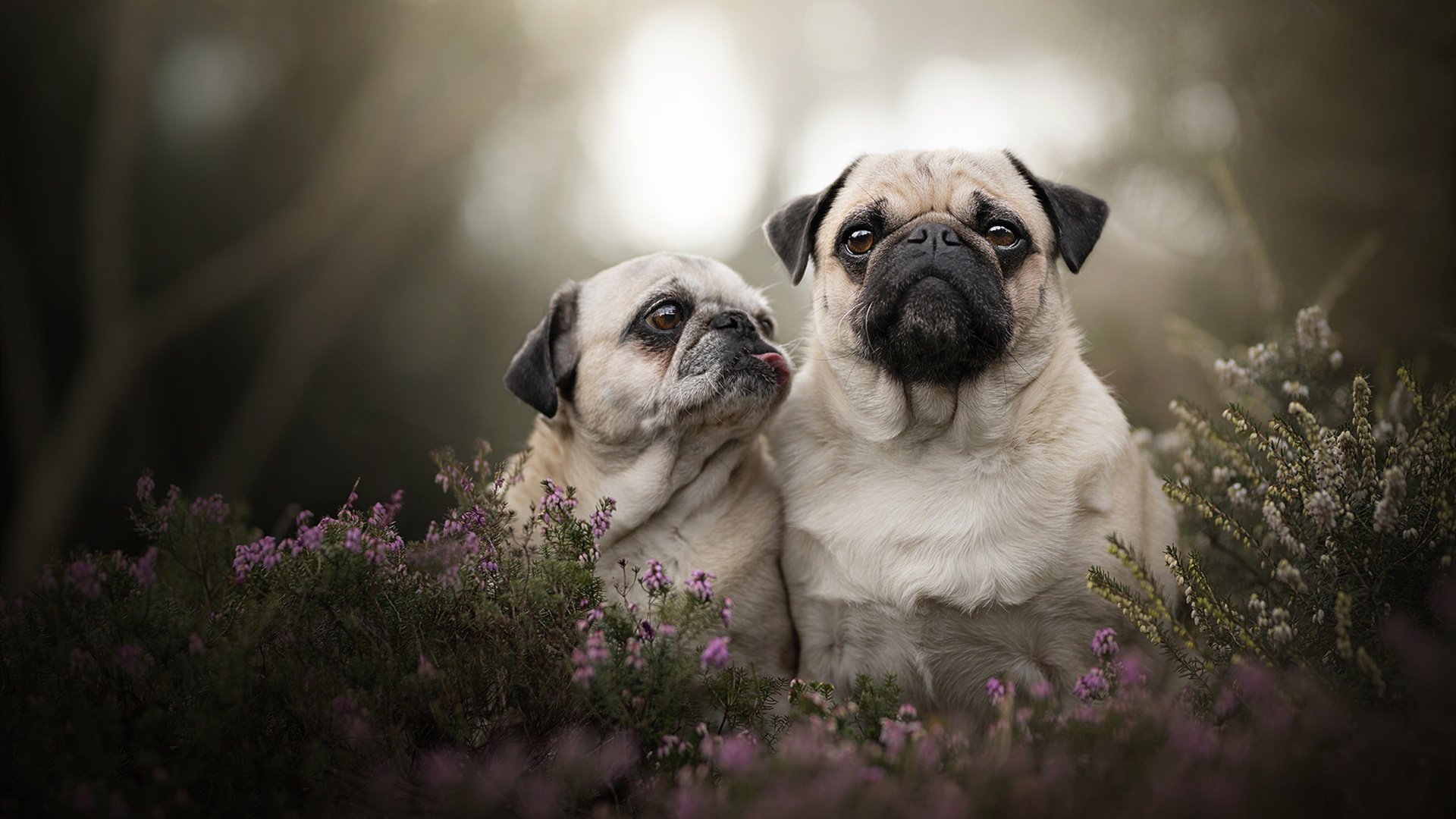 跨界英雄,杜兰特在意甲焦点战之夜的制胜一击