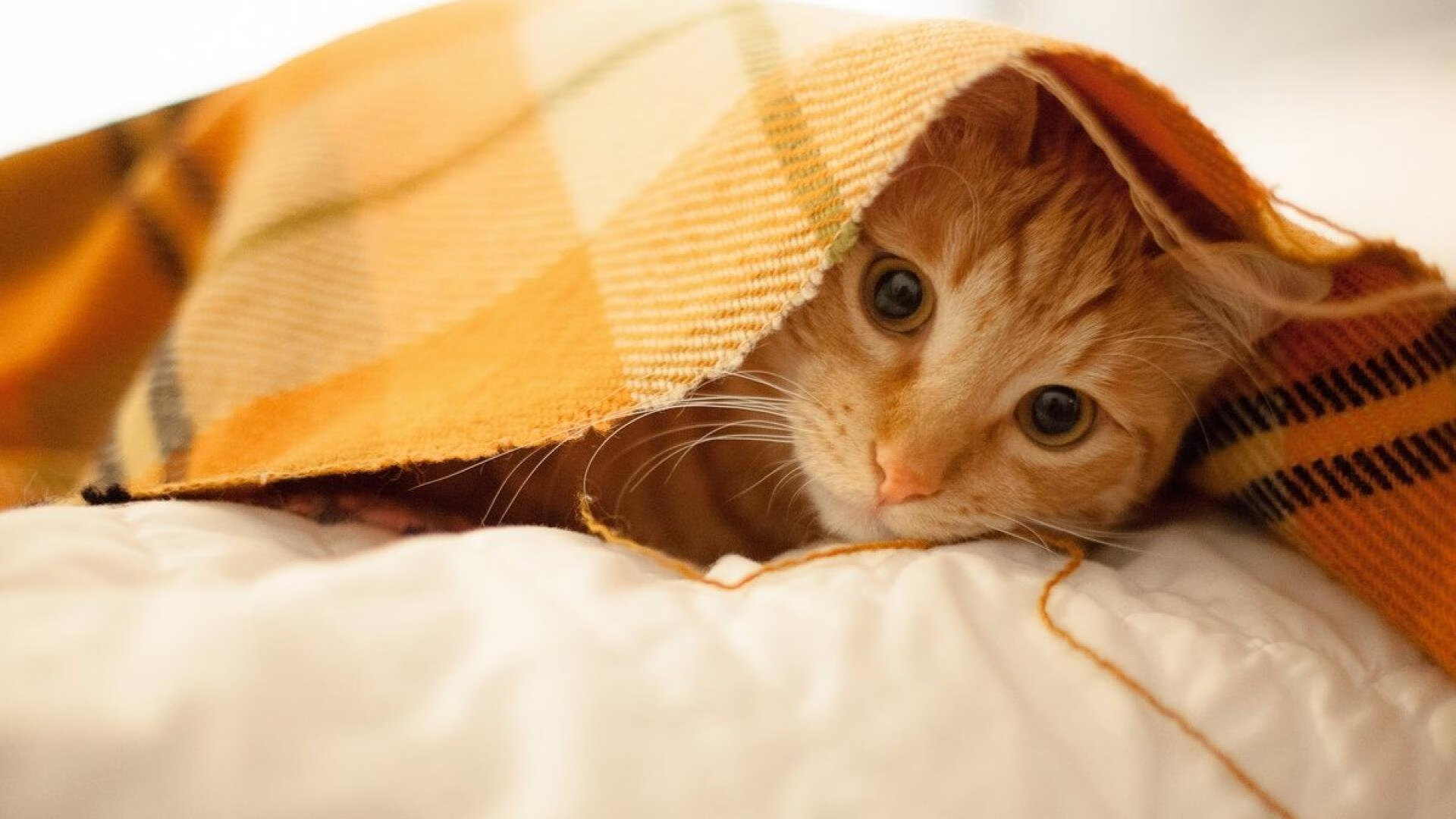 当拜仁的闪电刺穿红蓝，葡萄牙风暴席卷诺坎普