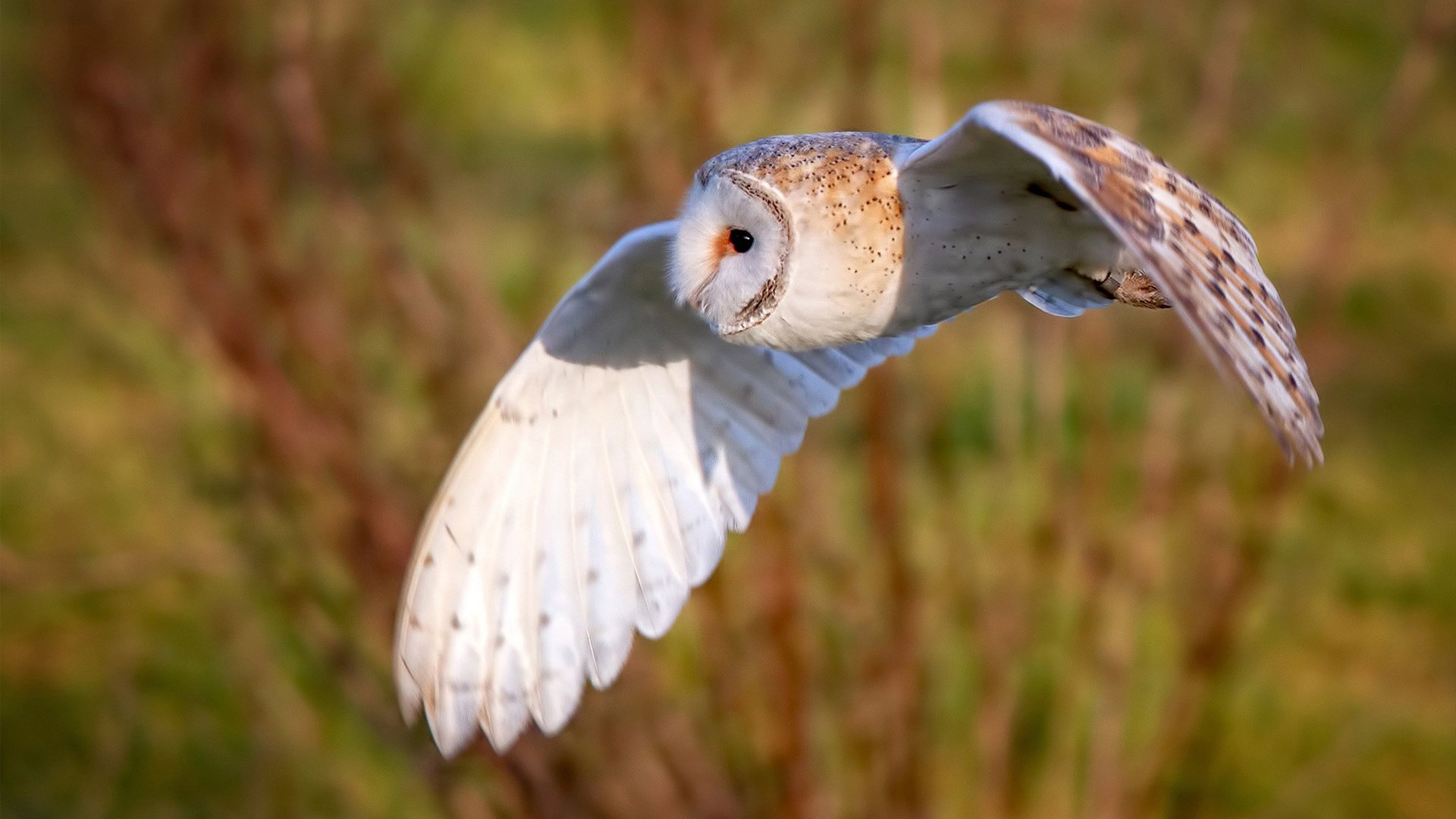 当喀麦隆的星空照亮北美球场,2026世界杯之夜,西亚卡姆的封神时刻