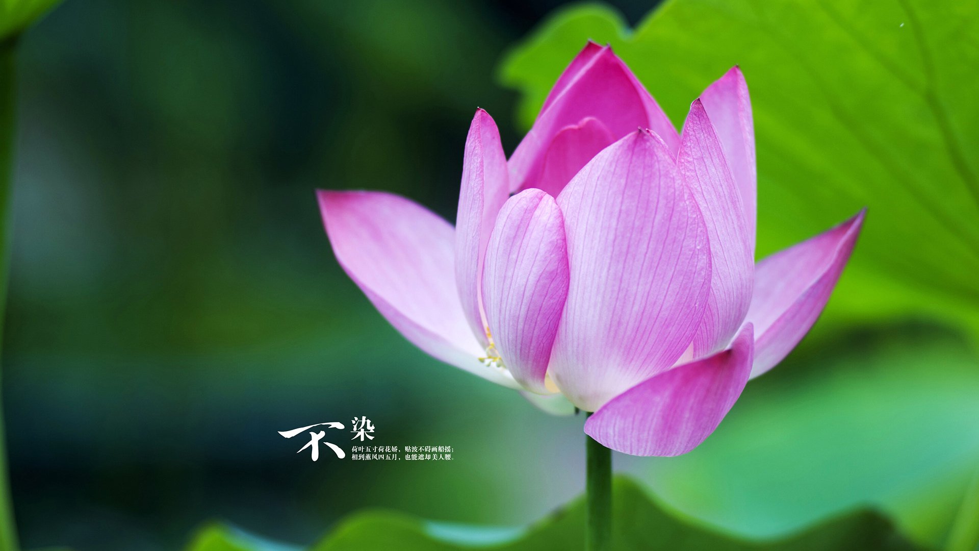 欧冠淘汰赛之夜，迪亚斯独舞，用个人能力撕裂铁壁