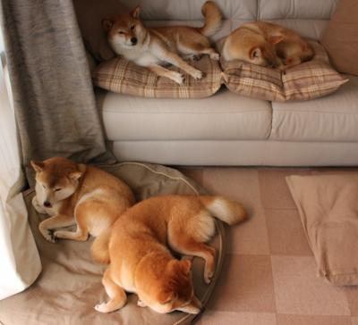 小贾伦只手遮天，约基奇用战术铁钳绞杀森林狼