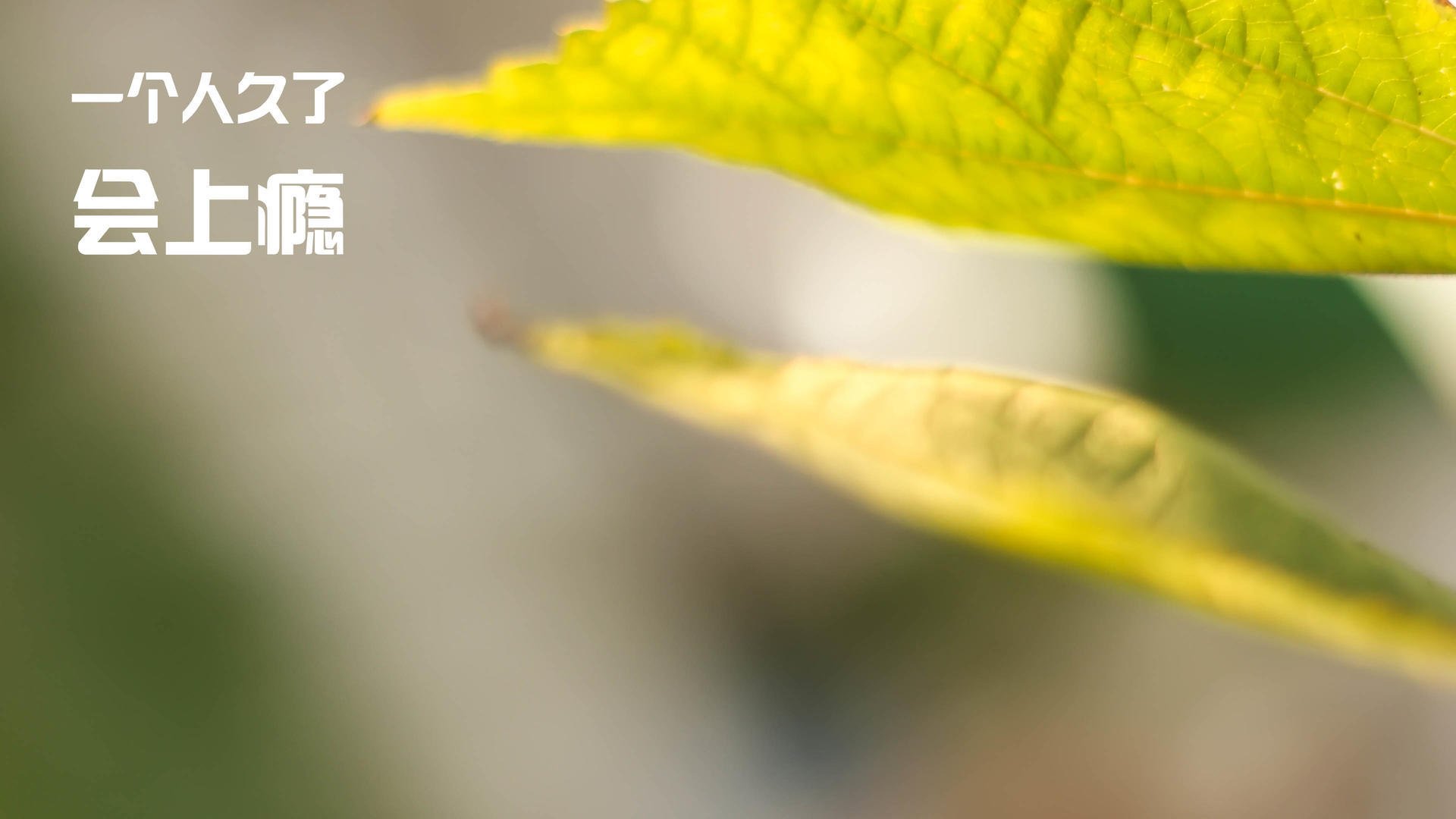 南美之夜的一剑封喉,凯塞多绝影出鞘,智利佛罗伦萨提前书写剧本