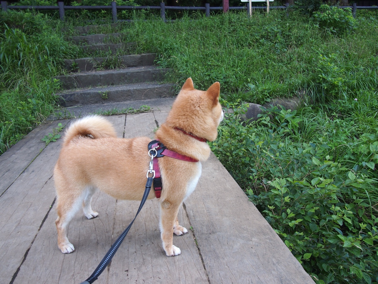 北非雄狮改写历史!阿拉巴终场绝杀点燃沙漠奇迹