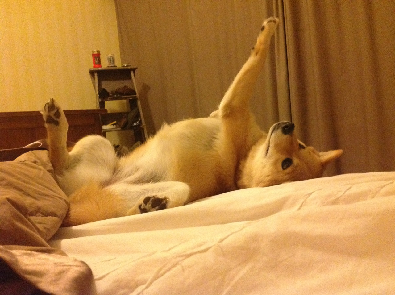 聚光灯下的猎手,解码克莱式大场面基因与深圳队的窒息式压制哲学