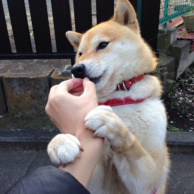 决胜最后一公里，F1与马刺的终极博弈