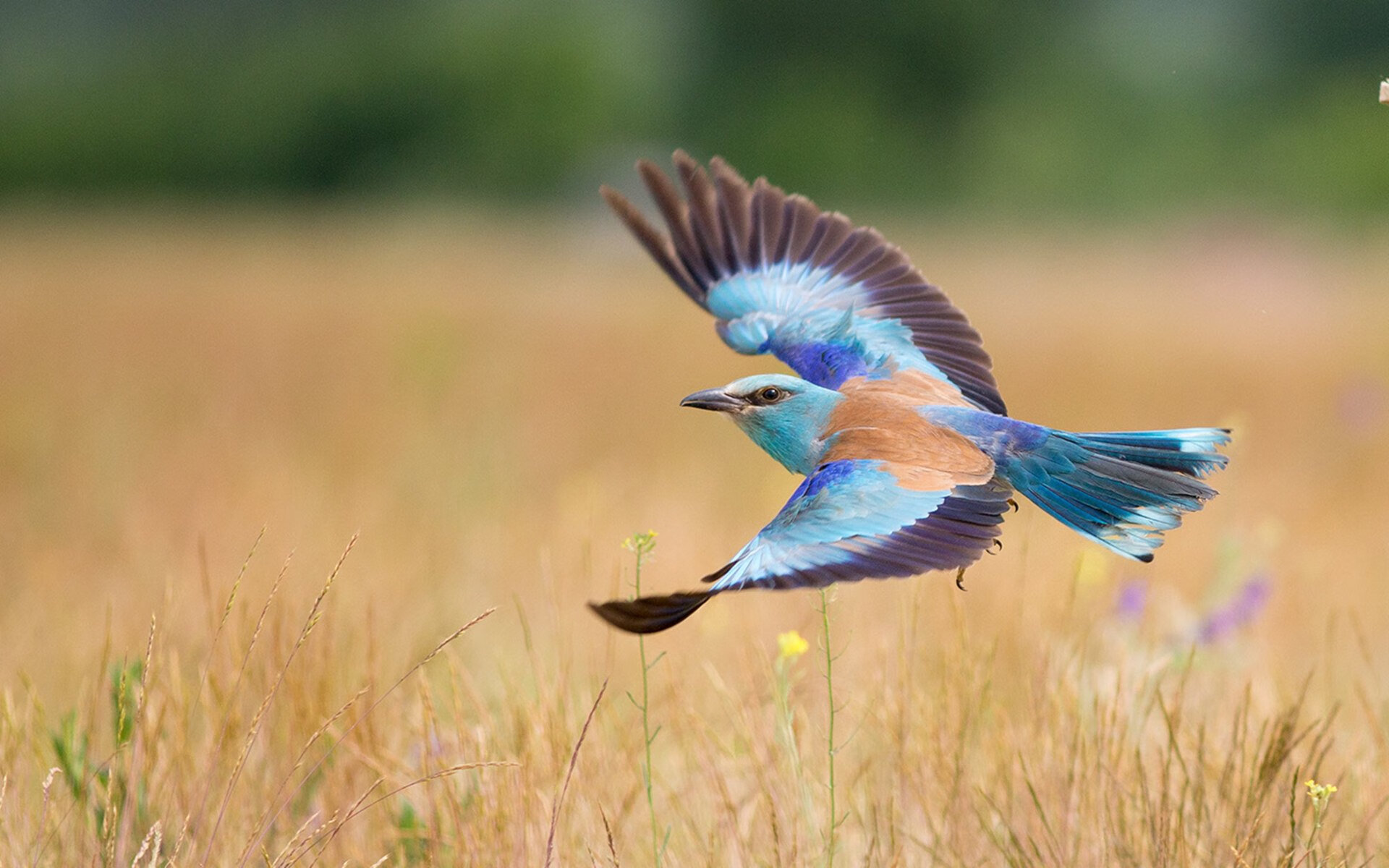北非德比，一夫当关，门迪如何用十指划定沙漠疆界