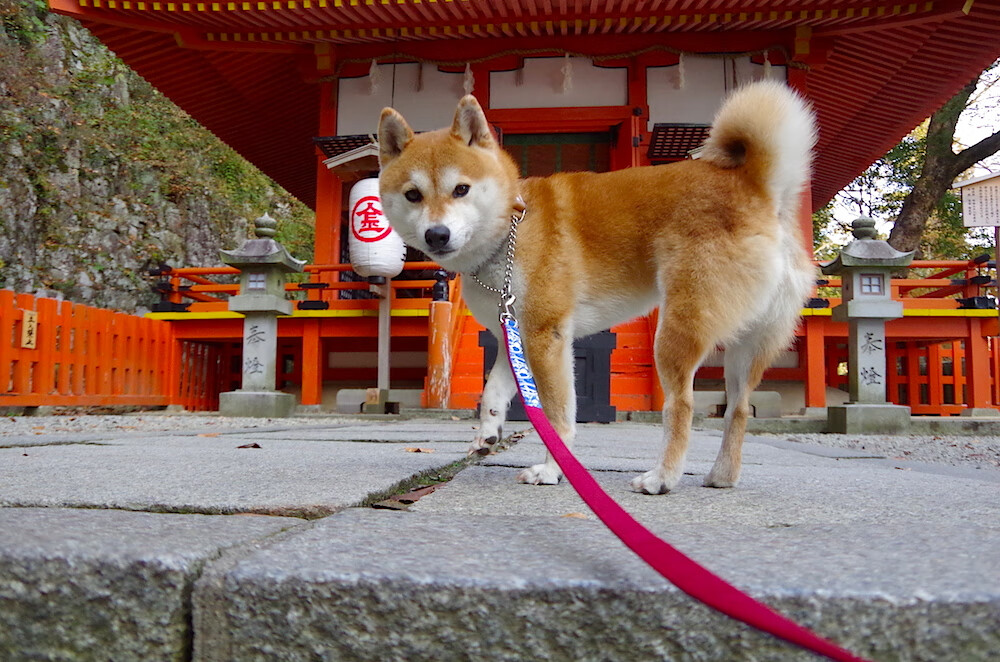 绿与黄的终局之战，卡马文加如何于2026世界杯，在巴西对爱尔兰的史诗对决中接管比赛