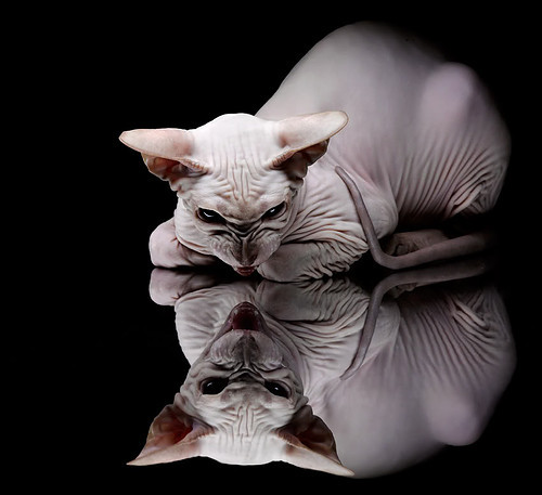 钢铁锁链与蓝色闪电，克里斯·保罗如何用防守冰封雷霆，诠释大师的终极定义