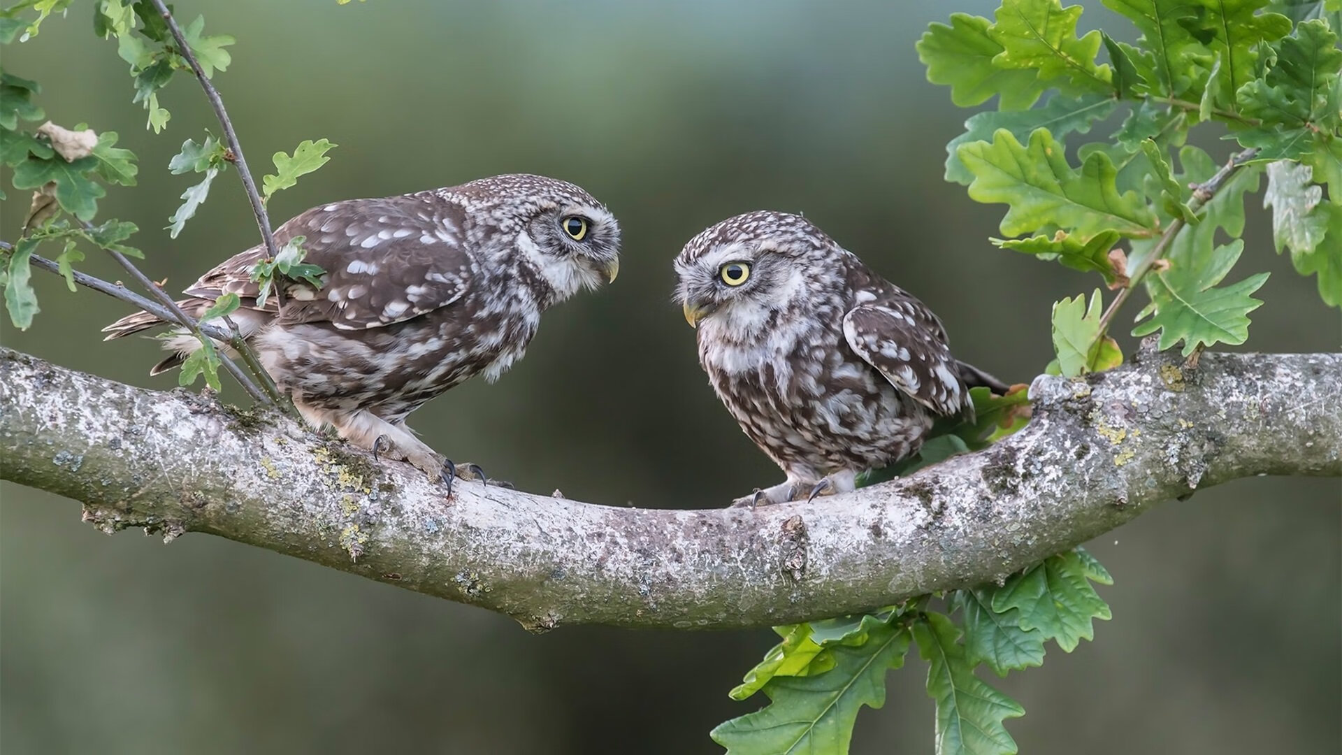 团队绞杀与孤星闪耀,凯尔特人的体系性胜利与德罗赞的破局艺术
