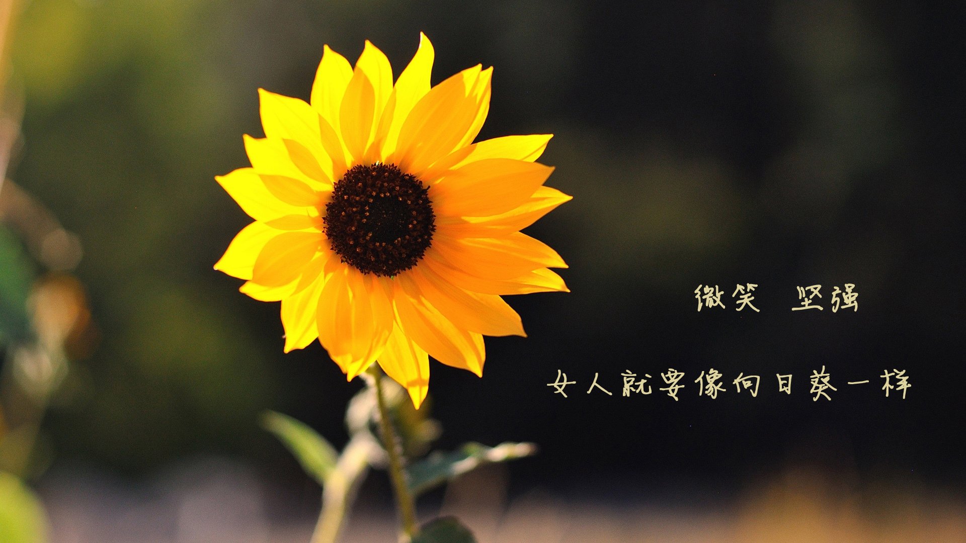 英雄归来的利刃,如何刺穿坚不可摧的玄铁链?论拉什福德爆发表象下,佛罗伦萨的锁死艺术与集体足球的胜利