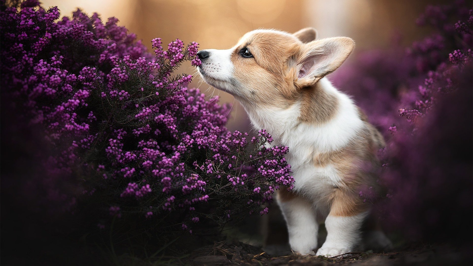 慈善赛奇观！弗拉霍维奇临危救主，勒沃库森3-2惊险逆转加纳明星队