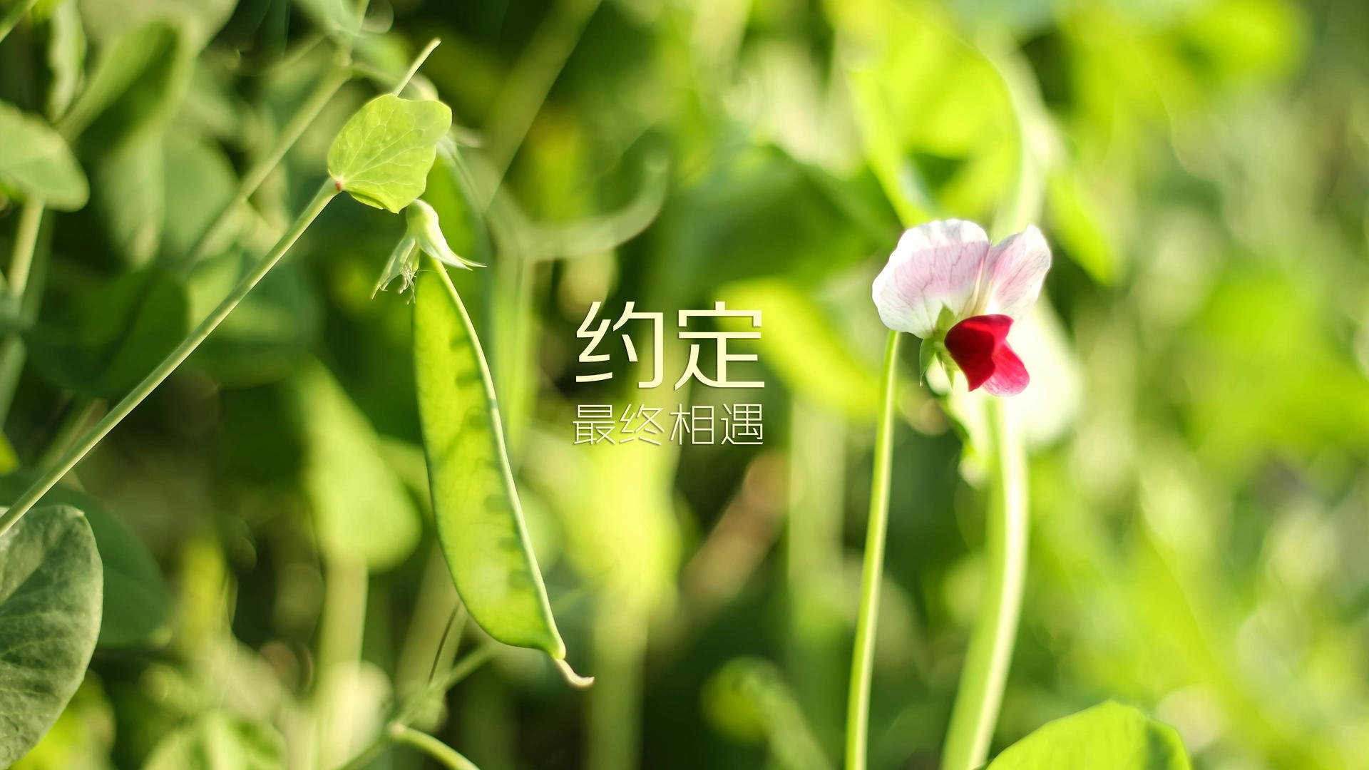 唯一之路，2026世界杯F组生死战，泰国奇迹险胜比利时，哈基米用战术书写铁血篇章